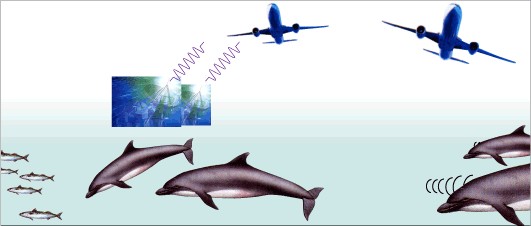 イルカの超音波とレーダ